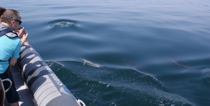 Dolphin Watching - Portimão - Customer Testimonials