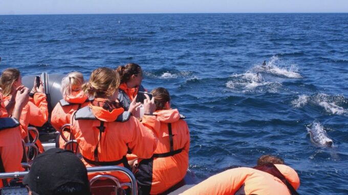 Dolphin Watching - Portimão - Dolphin Watching Success Rate
