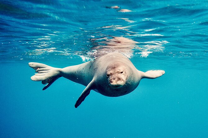 Dolphin Watching & Snorkel in the West Coast Line of Oahu - Minimum Travelers