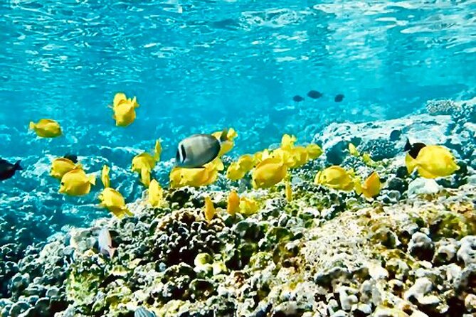 Dolphin Watching & Snorkel in the West Coast Line of Oahu - Cancellation Policy