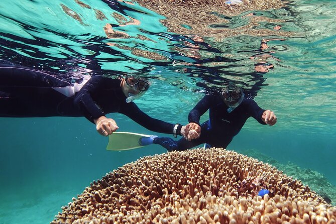 Dolphin Watching & Snorkeling - Highlights of the Experience