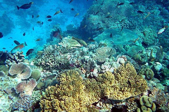 Dolphin Watching & Snorkeling - Tour Duration and Group Size