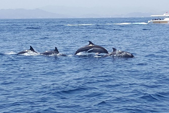 Dolphin Watching & Snorkeling - Booking and Cancellation Policy