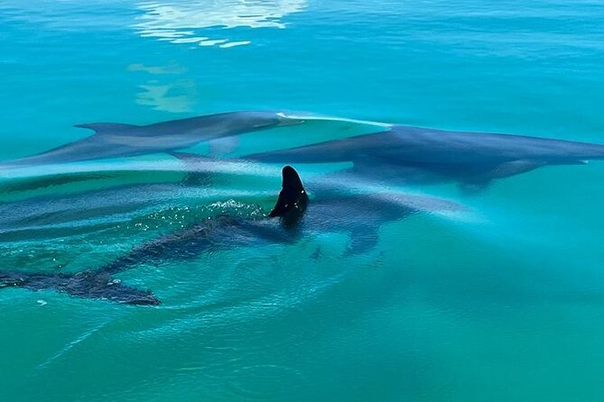 Dolphin Watching & Snorkeling - Meeting and Pickup