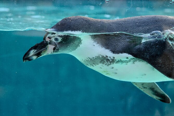 Dolphin Watching & Snorkeling in Key West With Sunset Dinner Cruise and Open Bar - Exploring the Coral Reef