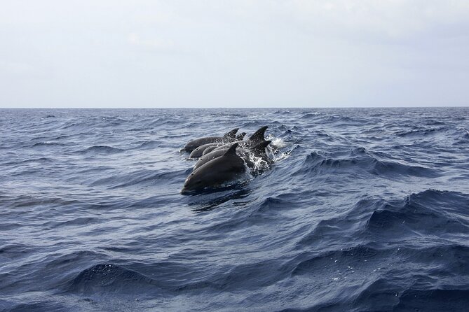 Dolphin Watching & Snorkeling in Key West With Sunset Dinner Cruise and Open Bar - Customer Feedback and Recommendations