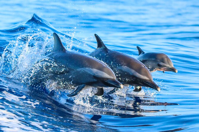 Dolphin Watching & Snorkelling Half Day Guided Tour Costa Rica - Key Points