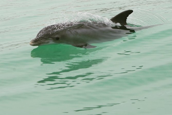 Dolphin-Watching Speedboat Cruise in Destin Harbor - Dolphin Sightings