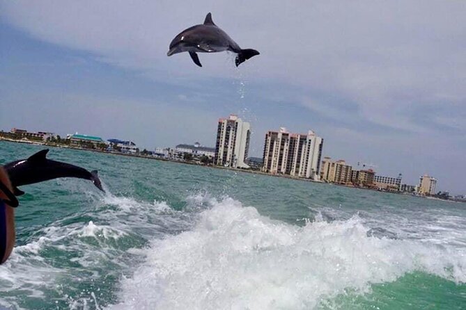 Dolphin Watching Sunset Cruise - Meeting Point and Logistics