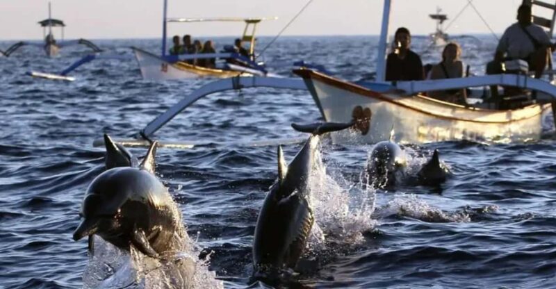 Dolphin Watching & Swimming Tours - Key Points