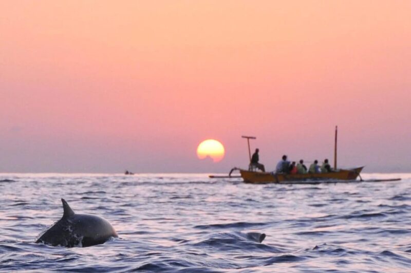 Dolphin Watching & Swimming Tours - Itinerary