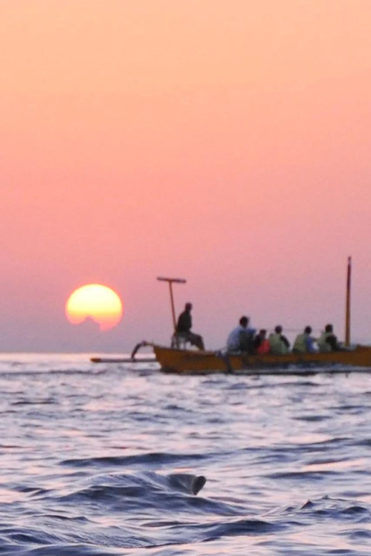 Dolphin Watching & Swimming Tours - Preparation