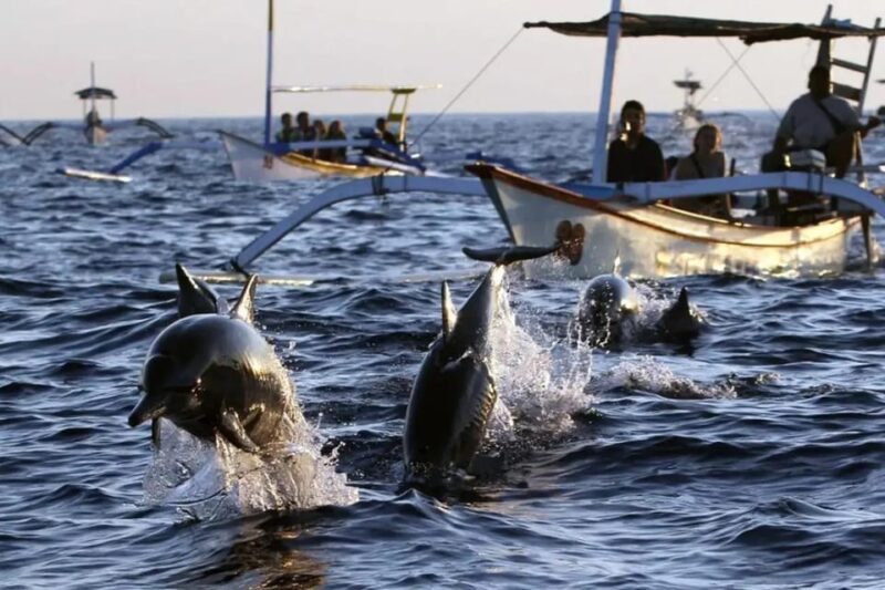 Dolphin Watching & Swimming Tours - Booking Information