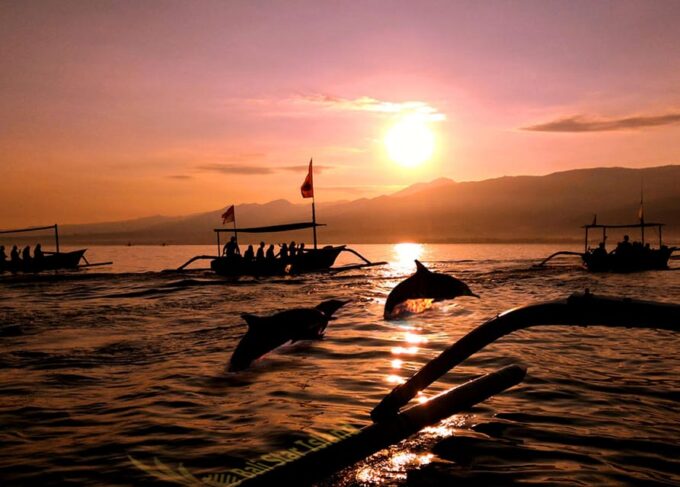 Dolphin Watching & Swimming Tours - Frequently Asked Questions