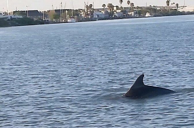 Dolphin Watching Tour - The Experience: What to Expect and Why
