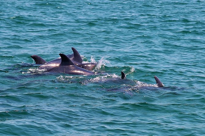 Dolphin Watching Tour by Catamaran From Lisbon - What to Expect