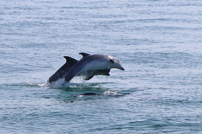 Dolphin Watching Tour by Catamaran From Lisbon - Traveler Experiences and Reviews