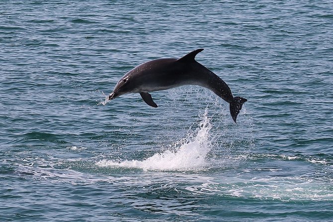 Dolphin Watching Tour by Catamaran From Lisbon - Additional Notes and Recommendations