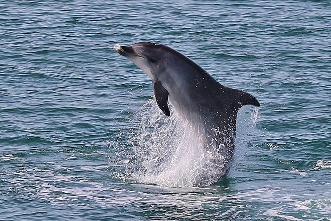 Dolphin Watching Tour by Catamaran From Lisbon - Air-Conditioned Transportation and Guided Tour