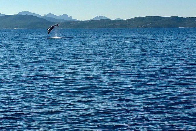 Dolphin Watching Tour - From Golfo Aranci - Meeting Information
