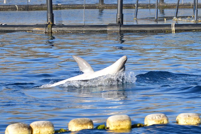 Dolphin Watching Tour - From Golfo Aranci - Cancellation Policy