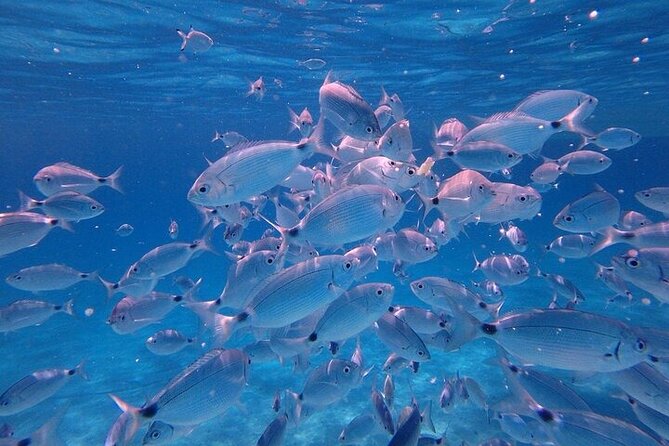 Dolphin Watching Tour With Snorkeling From Olbia - Meeting and Pickup Details