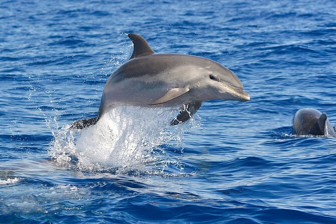 Dolphin Watching Tour With Snorkeling From Olbia - Additional Tour Information