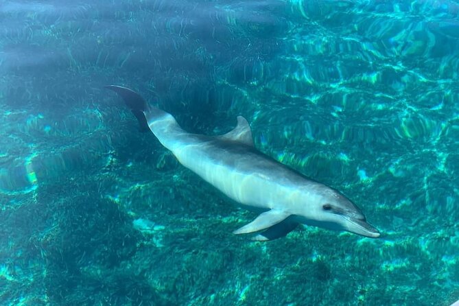 Dolphin Watching Tour With Snorkeling From Olbia - Tour Itinerary