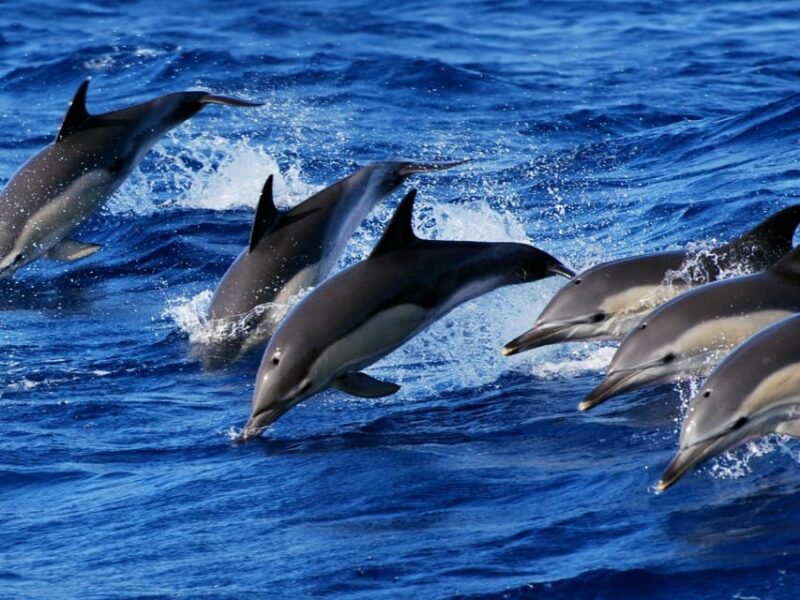 Dolphin Watching, Virgin Island and Balicasag Island Hopping - Cancellation and Refund Policy