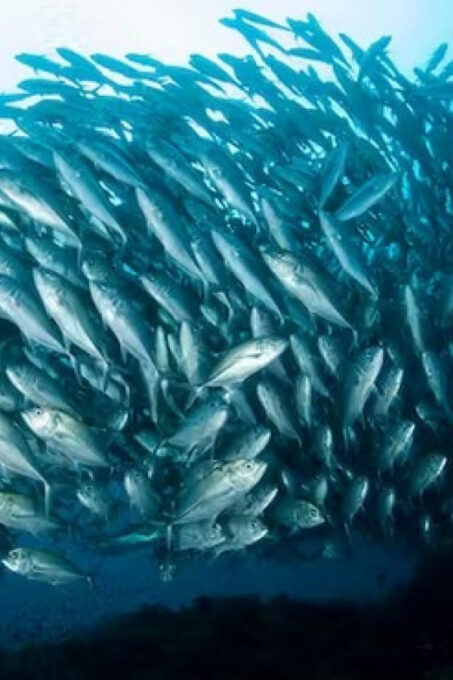 Dolphin Watching, Virgin Island and Balicasag Island Hopping - Frequently Asked Questions