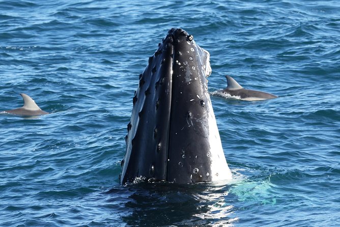 Dolphin & Whale Cruise - Witnessing Humpback and Southern Right Whales