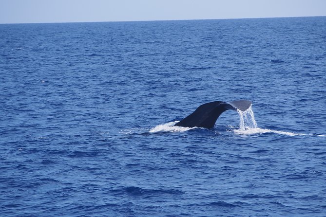 Dolphin - Whale - Turtle - Bird Watching - Meeting and Pickup