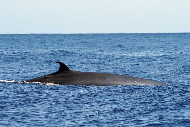 Dolphin - Whale - Turtle - Bird Watching - Tour Highlights