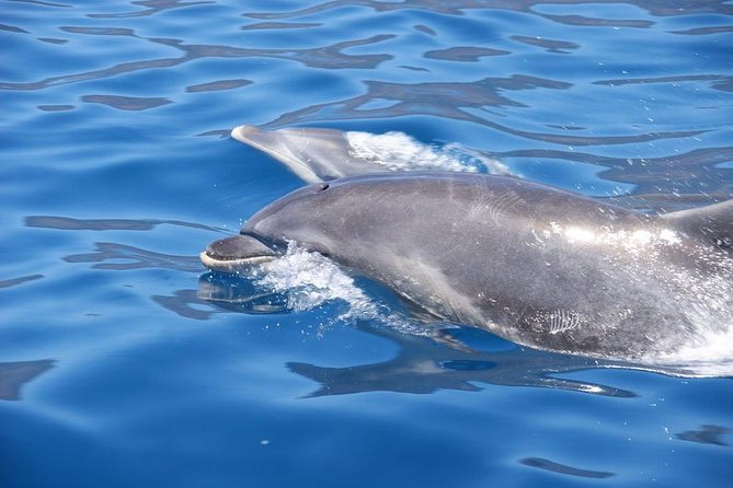 Dolphin - Whale - Turtle - Bird Watching - Marine Life Spotting