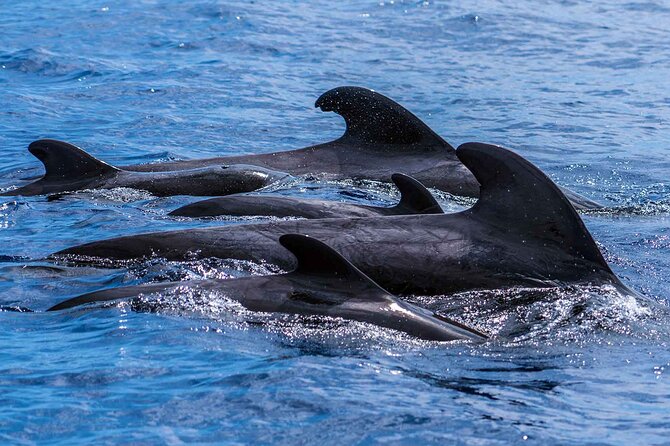 Dolphin - Whale - Turtle - Bird Watching - Guided Insights