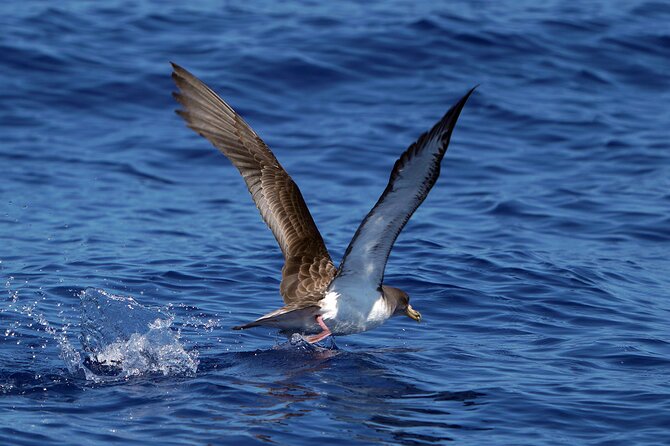 Dolphin - Whale - Turtle - Bird Watching - Repeat Trip Guarantee
