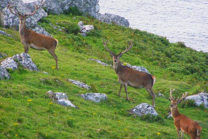 Dolphin & Whale Watching (4hrs) Blasket Island Landing (3hrs) - Assistance and Inquiries