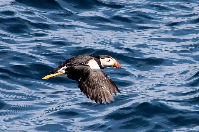 Dolphin & Whale Watching (4hrs) Blasket Island Landing (3hrs) - Reviews and Ratings