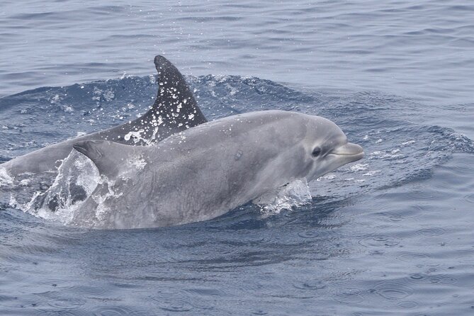 Dolphin & Whale Watching - Professional Guide Expertise