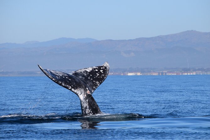 Dolphin & Whale Watching - Relaxing Viewing Experience