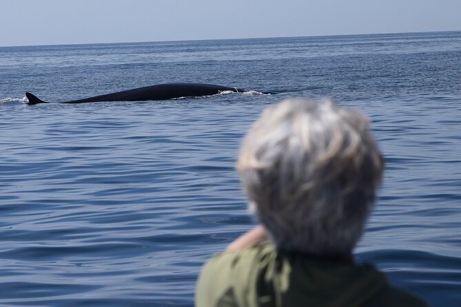 Dolphin & Whale Watching - Flexible Cancellation Policy