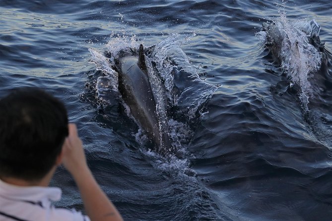 Dolphin & Whale Watching Sunset Cruise - Key Points