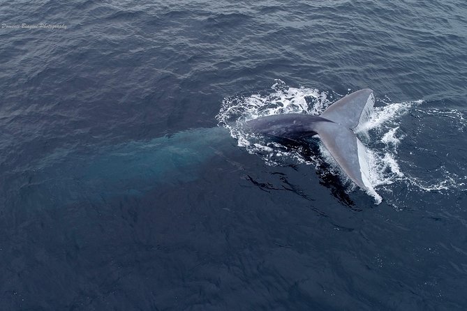 Dolphin & Whale Watching Sunset Cruise - Key Highlights of the Activity