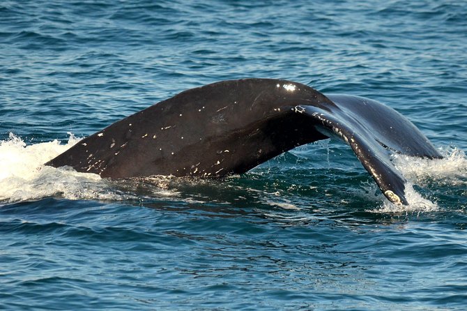 Dolphin & Whale Watching Sunset Cruise - Spotting Marine Mammals