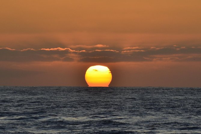 Dolphin & Whale Watching Sunset Cruise - Panoramic Sunset Experience