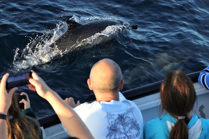 Dolphin & Whale Watching Sunset Cruise - Cruise Details and Inclusions