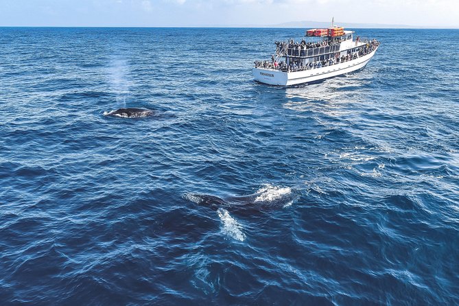 Dolphin & Whale Watching Sunset Cruise - Additional Traveler Information