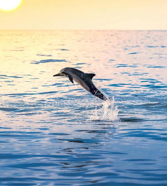 Dolphin & Whale Watching With Luxury Yacht - Key Points
