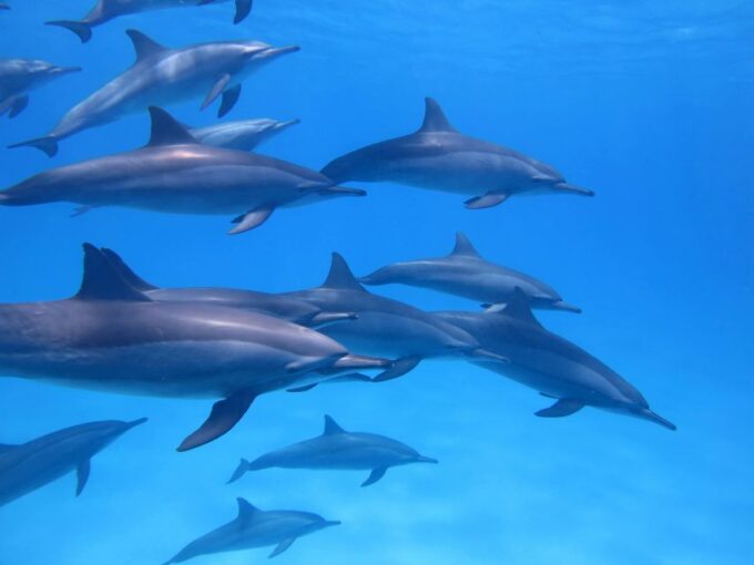 Dolphin & Whale Watching With Luxury Yacht - Paddle Surfing for Adventure