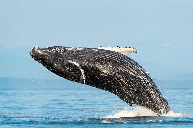 Dolphin & Whale Watching with Marine Biologists - Introduction